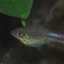 Sunshine Rasbora, photo 7