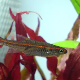 Red-striped Rasbora