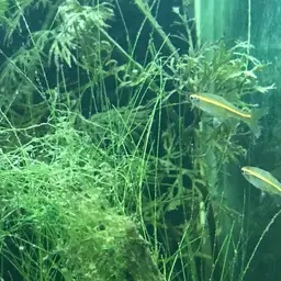 Red-striped Rasbora, photo 6