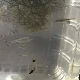 Red-striped Rasbora, photo 7