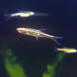 Red-striped Rasbora, photo 8