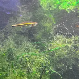 Red-striped Rasbora, photo 9