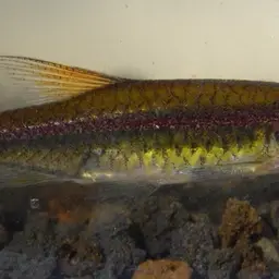Red-striped Rasbora, photo 10