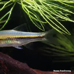 Largescaled Rasbora