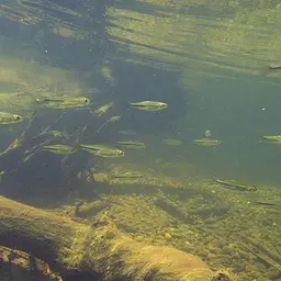 Largescaled Rasbora, photo 2
