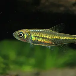 Largescaled Rasbora, photo 3