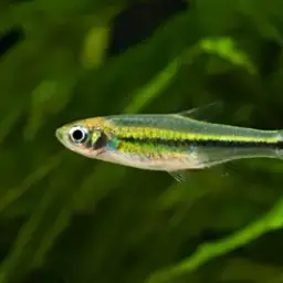 Largescaled Rasbora, photo 4