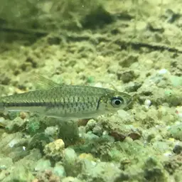 Largescaled Rasbora, photo 5