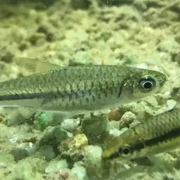 Largescaled Rasbora, photo 6