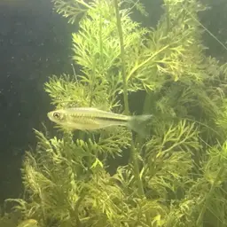 Largescaled Rasbora, photo 7