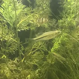 Largescaled Rasbora, photo 8