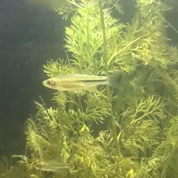 Largescaled Rasbora, photo 9