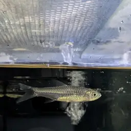 Largescaled Rasbora, photo 10