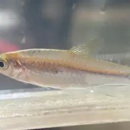 Largescaled Rasbora, photo 11