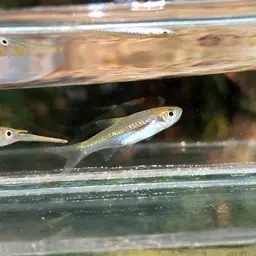 Largescaled Rasbora, photo 12