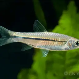 Sidestripe rasbora