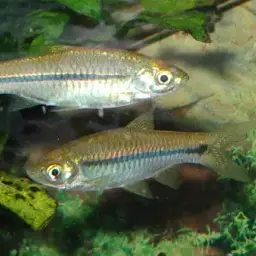 Sidestripe rasbora, photo 2