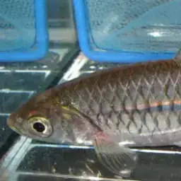 Sidestripe rasbora, photo 3