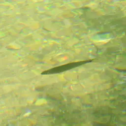 Sidestripe rasbora, photo 5