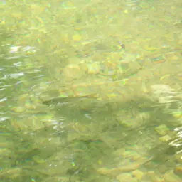 Sidestripe rasbora, photo 6