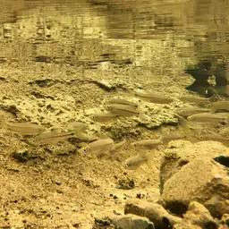 Sidestripe rasbora, photo 7