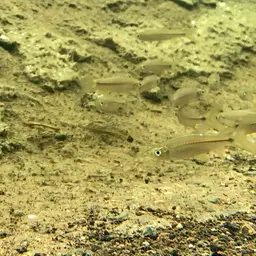 Sidestripe rasbora, photo 8