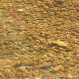 Sidestripe rasbora, photo 9