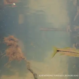 Sidestripe rasbora, photo 10