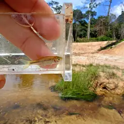 Sidestripe rasbora, photo 11