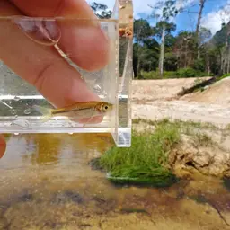 Sidestripe rasbora, photo 12