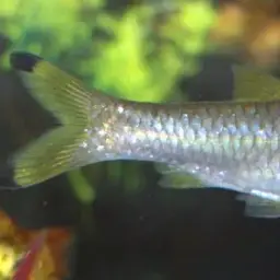 Scissortail Barb, photo 2
