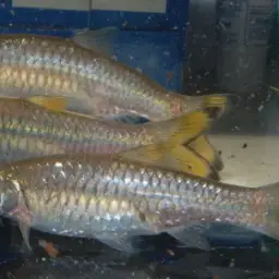 Scissortail Barb, photo 3