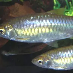 Scissortail Barb, photo 4