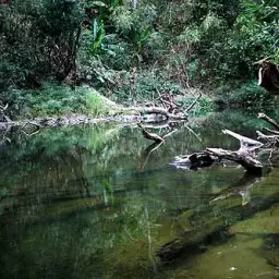 Scissortail Barb, photo 5