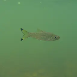 Scissortail Barb, photo 6