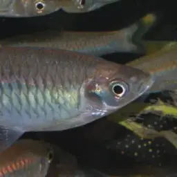 Scissortail Barb, photo 7