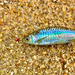 Scissortail Barb, photo 9