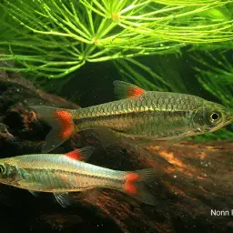 Cherryspot Rasbora