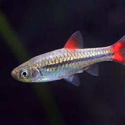 Cherryspot Rasbora, photo 2