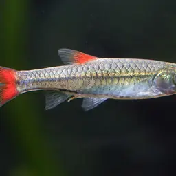 Cherryspot Rasbora, photo 3
