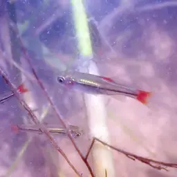 Cherryspot Rasbora, photo 4