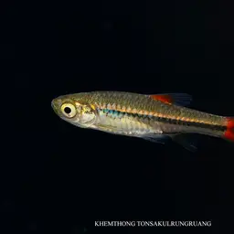 Cherryspot Rasbora, photo 5