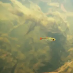 Cherryspot Rasbora, photo 6