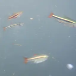 Cherryspot Rasbora, photo 7