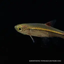 Cherryspot Rasbora, photo 8