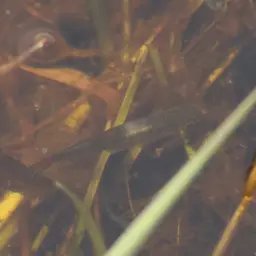 Cherryspot Rasbora, photo 9