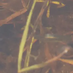 Cherryspot Rasbora, photo 10