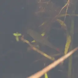 Cherryspot Rasbora, photo 11