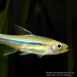 Bornean Rasbora