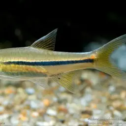 Bornean Rasbora, photo 2